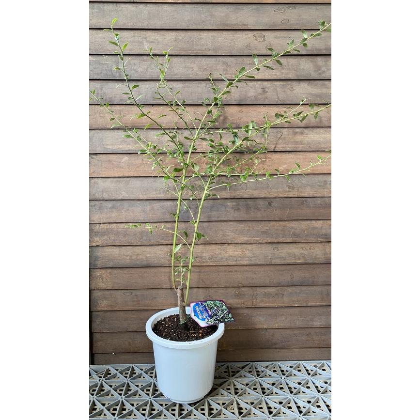 【取引済み13】ブルーベリーの木　鉢植え 鉢植えのブルーベリーの木 - ひなた宮崎経済新聞