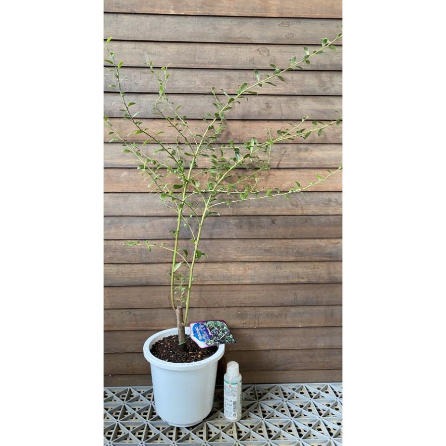 【取引済み】ブルーベリーの木(9本)　鉢植え ブルーベリー「鉢植え」での育て方｜おすすめ品種 | 特集・読みもの