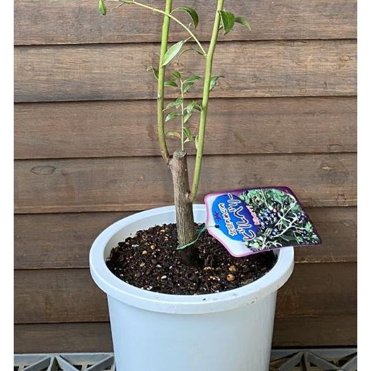 【取引済み13】ブルーベリーの木　鉢植え ブルーベリーの木 4年樹 スリット鉢 6月収穫の大き目サイズの木