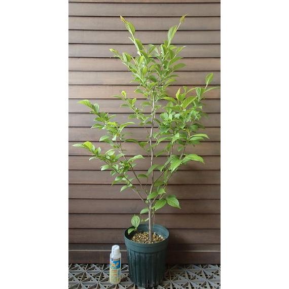 夏椿（シャラの木）：夏椿（シャラノキ） : 日本花卉ガーデンセンター