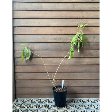 常緑黄花山ボウシ （マウンテンムーン）4寸ポット植え トキワ