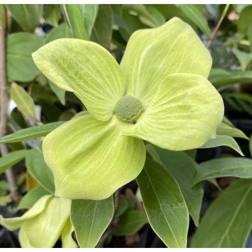 常緑黄花山ボウシ （マウンテンムーン）4寸ポット植え トキワ