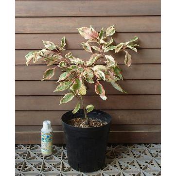 コルヌスコントロバーサバリエガータ（斑入りミズキ）6寸鉢植え 接木