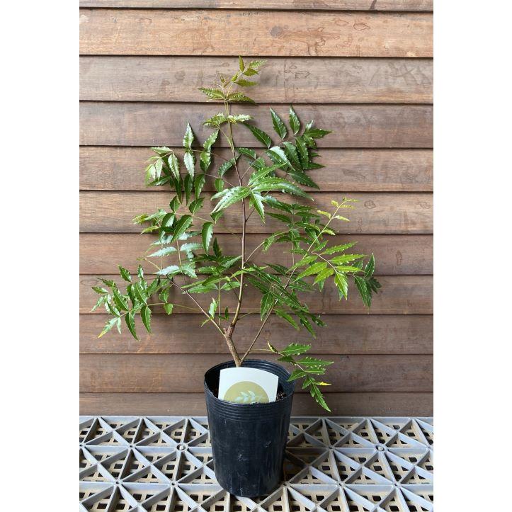 ミラクルニーム インドセンダンニーム ４寸鉢植え Z 4543 日本花卉ガーデンセンターyahoo 店 通販 Yahoo ショッピング