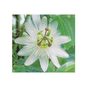 時計草 パッシフローラ 白花時計草 コンスタンス エリオット Z 85 日本花卉ガーデンセンターyahoo 店 通販 Yahoo ショッピング