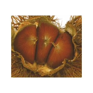 栗 苗木 苗 銀寄（栗）：果樹苗 : 日本花卉ガーデンセンターYahoo!店