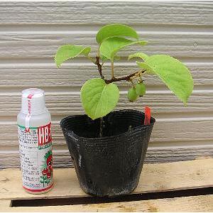 両性種 大実さるなし（オオミサルナシ インパル）：果樹苗 苗 苗木 1