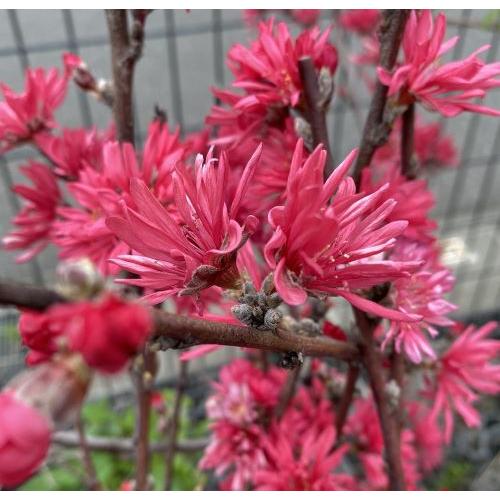 2026年5月】花桃（その他苗木、植木）のおすすめ人気ランキング