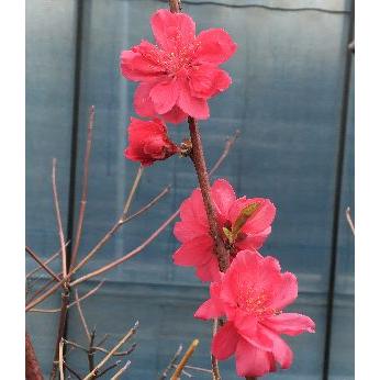寒緋桃（カンヒモモ）：花桃 ハナモモ 苗木 苗 はなもも : 日本花卉