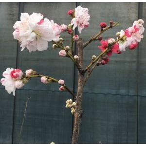 花桃 苗木 源平しだれ桃（源平枝垂れ桃） シダレ桃 しだれ桃 ：花桃