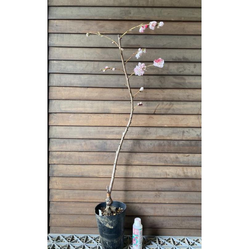 花桃 苗木 源平しだれ桃（源平枝垂れ桃） シダレ桃 しだれ桃 ：花桃