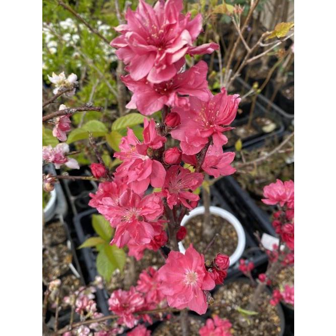 花桃 苗木 照手紅：花桃 ハナモモ 苗木 苗 はなもも : 日本花卉