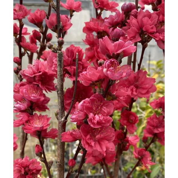 花桃 苗木 照手紅：花桃 ハナモモ 苗木 苗 はなもも : 日本花卉