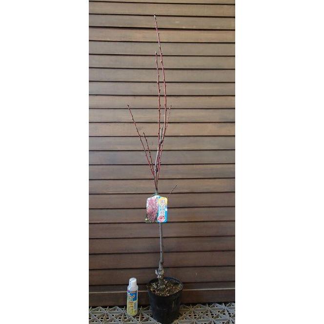 花桃 苗木 照手桃：花桃 ハナモモ 苗木 苗 はなもも : 日本花卉