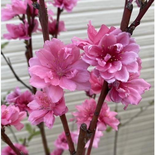 桃の節句 記念樹に 照手紅 花桃 苗木 花桃 苗木 照手桃：花桃 ハナモモ 苗木 苗 はなもも : 日本花卉