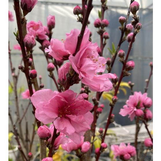 花桃 苗木 照手桃：花桃 ハナモモ 苗木 苗 はなもも : 日本花卉