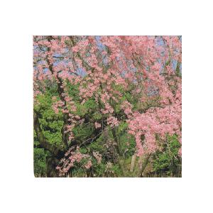 桜の木　桜の苗木　桜の花　仙台しだれ桜：センダイシダレサクラ（桜） 苗木 さくら 苗 サクラ　仙台枝垂れ桜　八重紅しだれ桜（Yahoo!・日本花卉ガーデンセンターYahoo!店）