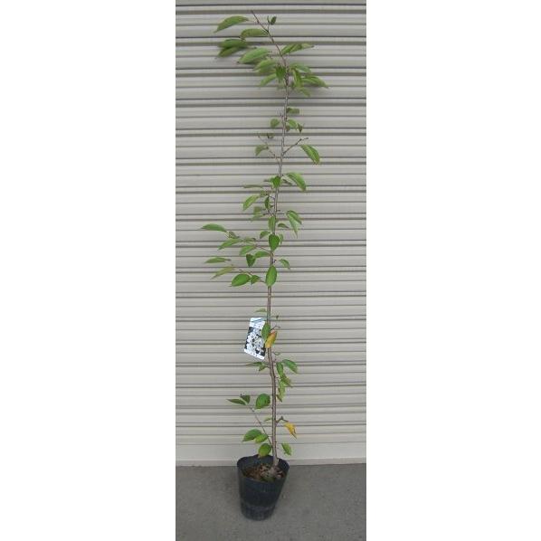 一葉桜 イチヨウザクラ 桜 苗木 さくら 苗 サクラ Z 8550 日本花卉ガーデンセンターyahoo 店 通販 Yahoo ショッピング