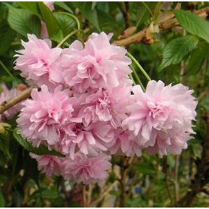 桜の木 桜の苗木 桜の花 菊枝垂れ桜：キクシダレザクラ（桜） 苗木
