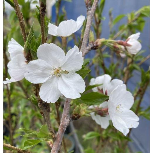 桜 桜の木 桜の苗木 吉野桜（染井吉野桜）：ソメイヨシノザクラ（桜