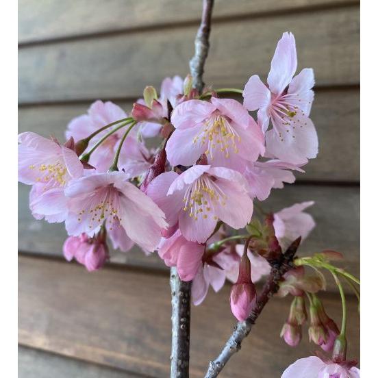 桜の木 桜の苗木 桜の花 陽光桜：ヨウコウザクラ（桜） 苗木 さくら 苗