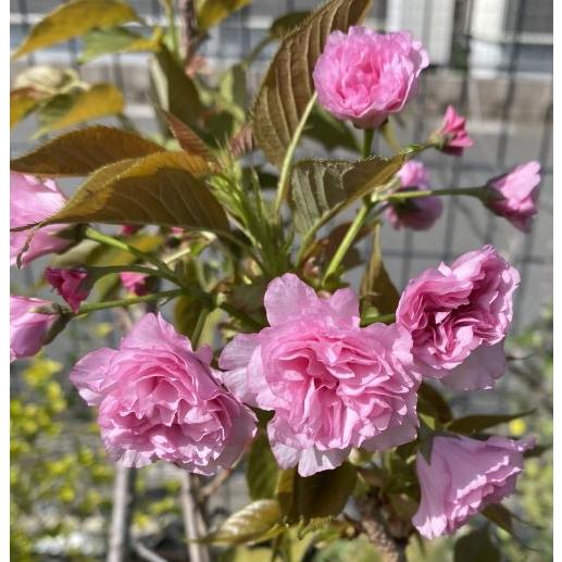 桜の木 桜の苗木 桜の花 関山桜：カンザン（桜） 苗木 さくら 苗
