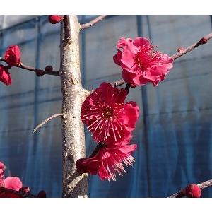 花梅 苗木 梅の木 梅の花 鹿児島紅梅：カゴシマコウバイ（花梅