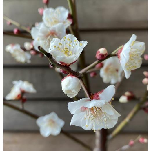 花梅 苗木 梅の木 梅の花 冬至梅：トウジバイ（花梅） ハナウメ 苗木