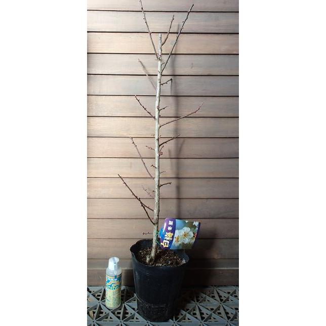 花梅 苗木 梅の木 梅の花 冬至梅：トウジバイ（花梅） ハナウメ 苗木