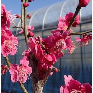 花梅 苗木 梅の木 梅の花 大盃：オオサカズキ（花梅） ハナウメ