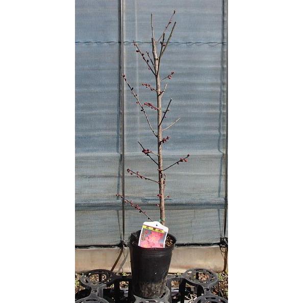 花梅 苗木 梅の木 梅の花 大盃：オオサカズキ（花梅） ハナウメ
