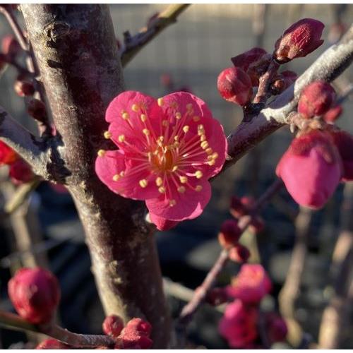 花梅 苗木 梅の木 梅の花 大盃：オオサカズキ（花梅） ハナウメ 苗木