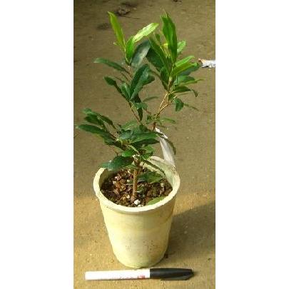 グルミシャーマブラジルチェリー：熱帯果樹苗 : 日本花卉ガーデン