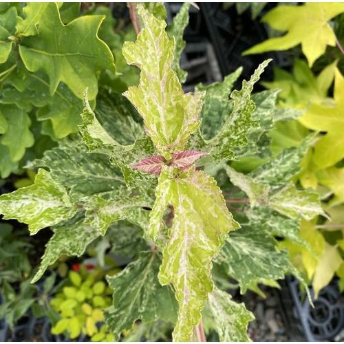 斑入屋久島オナガカエデ 脇坂錦 6寸鉢植え : 日本花卉ガーデン