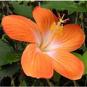 ハイビスカス マダムペレ 苗 苗木 *季節により、樹高や葉ぶりは