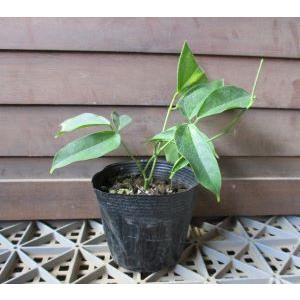 新作続 ヒスイカズラ 翡翠葛 樹高10センチ程度