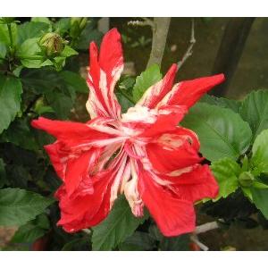 ハイビスカス 街中ウィリーで開発！XANTHUSに込められたカワサキ・アイデンティティ