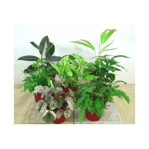 可愛いミニ観葉 3鉢セット New Hygienely Com