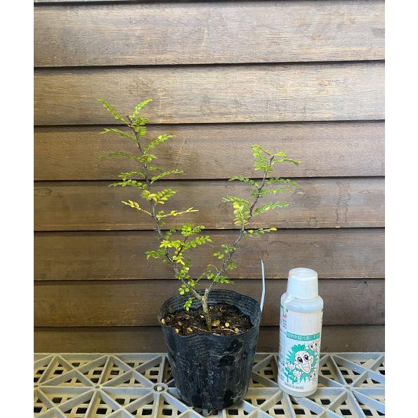 山椒の木 山椒 苗 山椒の葉 トキワサンショウ（常緑山椒）：熱帯果樹苗