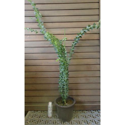 三角葉アカシア 7寸鉢植え : 日本花卉ガーデンセンターYahoo!店