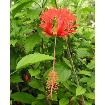 ハイビスカス スキゾペタルス（原種系） フウリンブッソウゲ : 日本