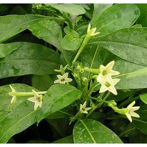 日本花卉ガーデンセンターyahoo 店夜香木 ヤコウボク 3寸ポット植え ナイトジャスミン 品質が完璧