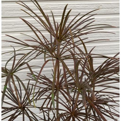 高野槙(こうやまき、高野槇） コウヤマキ 5寸ポット植え 苗 苗木