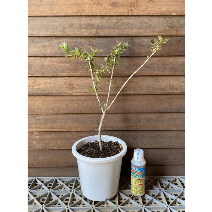 八房バンジロウ（グアバ）5寸鉢植え ：熱帯果樹苗 ヒメグアバ（矮性