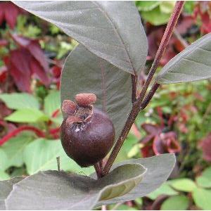 赤実赤葉バンジロウ（グアバ）5寸鉢植え ：熱帯果樹苗 : 日本花卉