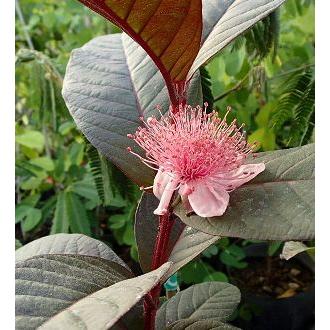 赤実赤葉バンジロウ（グアバ）5寸鉢植え ：熱帯果樹苗 : 日本花卉