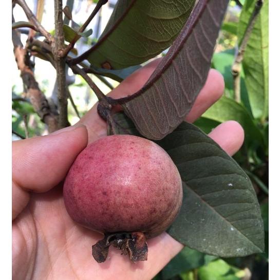 赤実赤葉バンジロウ（グアバ）5寸鉢植え ：熱帯果樹苗 : 日本花卉
