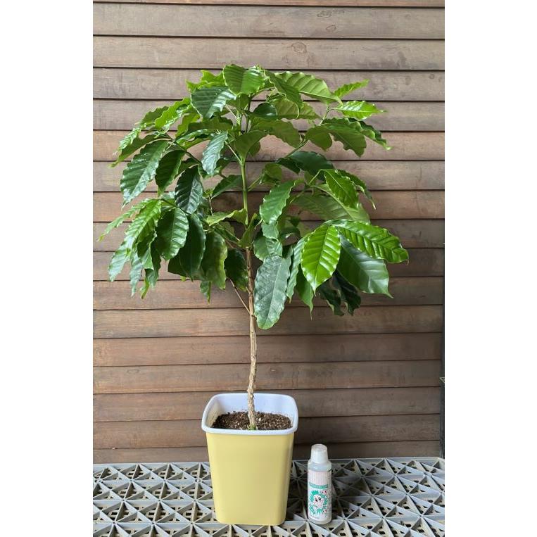 コーヒーの木 コーヒーの木 6寸スクエア鉢植え : 日本花卉ガーデンセンターYahoo!店