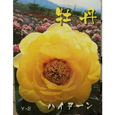 6寸鉢植え】 牡丹苗 ハイヌーン 3年生（ボタン苗、ぼたん苗） : 日本