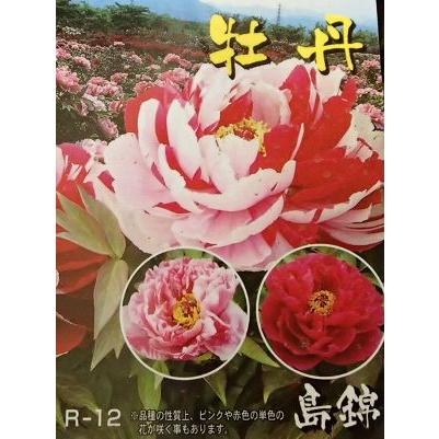 6寸鉢植え】 牡丹（絞り咲き牡丹） 島錦 3年生（ボタン苗、ぼたん苗